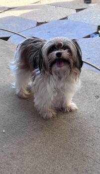 Shih Tzu Dogs Available for Adoption in Lincoln University, Pennsylvania - Minnie | PetCurious