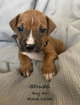 Strudel -  Pit Bull Terrier Dog for Adoption in Colorado Springs, Colorado - Strudel | PetCurious