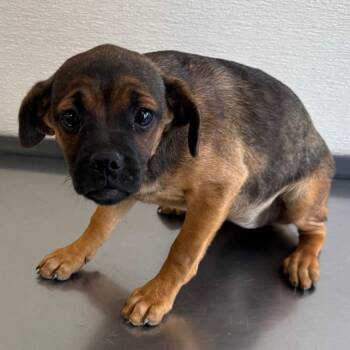 Duvalin -  Mixed Breed Dog for Adoption in Las Cruces, New Mexico - Duvalin | PetCurious