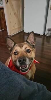Jeb . -  Mixed Breed and Hound Dog for Adoption in Eatontown, New Jersey - Jeb . | PetCurious