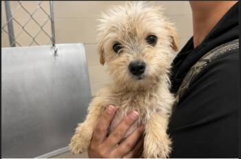Basil -  Terrier Dog for Adoption in Portland, Maine - Basil | PetCurious