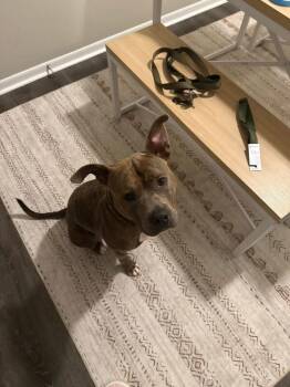 Bogo Logo -  Mixed Breed Dog for Adoption in Cincinnati, Ohio - Bogo Logo | PetCurious