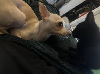 Maddie -  Chihuahua Dog Available for Adoption in Oklahoma City, Oklahoma - Maddie | PetCurious
