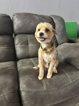 Yorkshire Terrier Dogs Available for Adoption in Warwick, Rhode Island - Sonny EG In MS | PetCurious