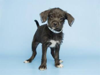 GIRLY -  Cairn Terrier and Miniature Pinscher Dog for Adoption in Phoenix, Arizona - GIRLY | PetCurious
