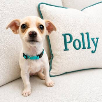 Chihuahua Dogs Available for Adoption in Phoenix, Arizona - Polly | PetCurious