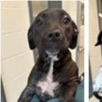 Mastiff and Cattle Dog Dogs Available for Adoption - Buffy | PetCurious