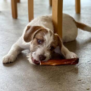 Terrier Dogs Available for Adoption in Chino Hills, California - Milo -*Available 4/18* Costa Mesa Location | PetCurious