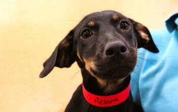 ARIANA -  German Shepherd Dog and Mixed Breed Dog for Adoption in Fort Lauderdale, Florida - ARIANA | PetCurious
