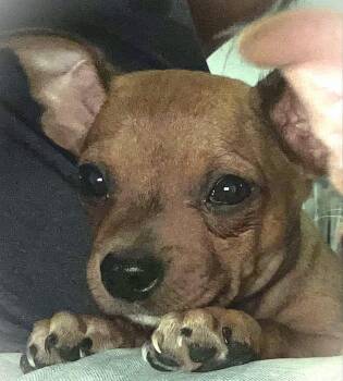 Rescue Chihuahua Dogs for Adoption in Boerne, Texas - Simon | PetCurious