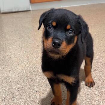 Huckleberry -  Rottweiler Dog for Adoption in Valparaiso, Indiana - Huckleberry | PetCurious