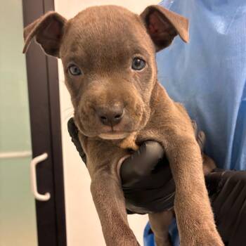 Orange Blossom -  Terrier and Mixed Breed Dog for Adoption in Abilene, Texas - Orange Blossom | PetCurious
