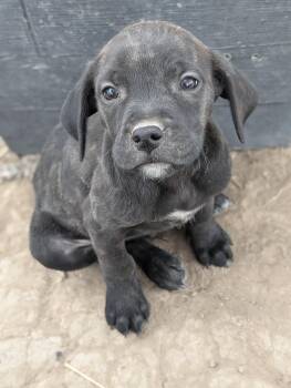 Rescue Golden Retriever Dogs for Adoption in Guernsey, Wyoming - Puppy 2 | PetCurious