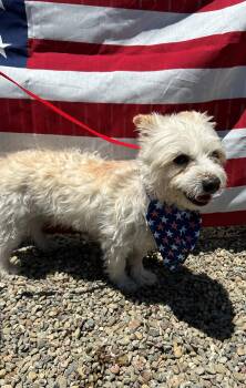 Murphy -  Terrier Dog for Adoption in Ripon, California - Murphy | PetCurious