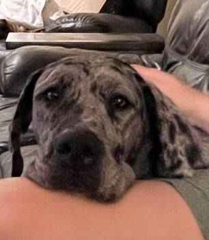 Minnie -  Great Dane Dog for Adoption in Albany, Illinois - Minnie | PetCurious