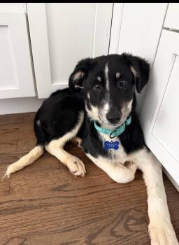 Husky Dogs Available for Adoption - Bennett | PetCurious