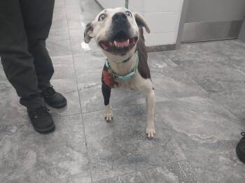 Cali -  Mixed Breed Dog for Adoption in Oxford, North Carolina - Cali | PetCurious