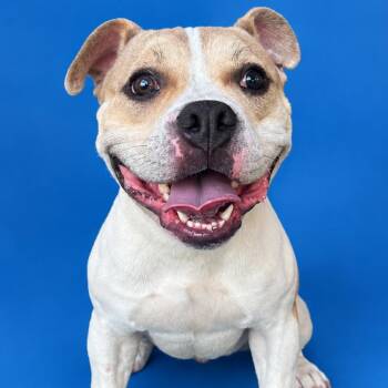Rubius -  Mixed Breed Dog for Adoption in West Palm Beach, Florida - Rubius | PetCurious