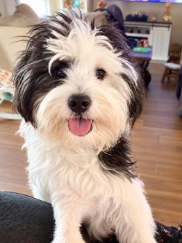Cinnamon -  Havanese Dog for Adoption in Long Beach, New York - Cinnamon | PetCurious