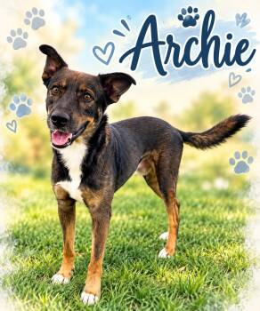 Archie -  Shepherd Dog for Adoption in Kenedy, Texas - Archie | PetCurious