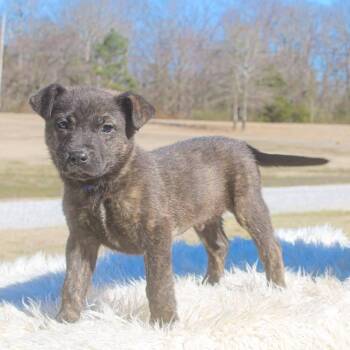 Mixed Breed Dogs Available for Adoption - Freedom | PetCurious