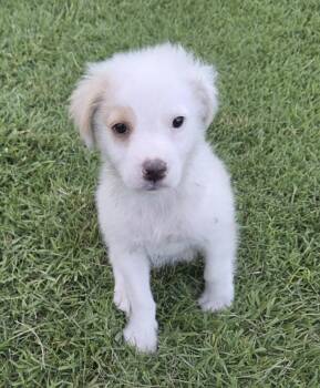Golden Retriever and Mixed Breed Dogs Available for Adoption - FLUFFY | PetCurious