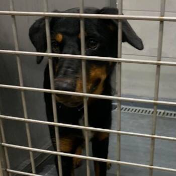Erckle -  Australian Kelpie and Border Collie Dog for Adoption in Austin, Texas - Erckle | PetCurious