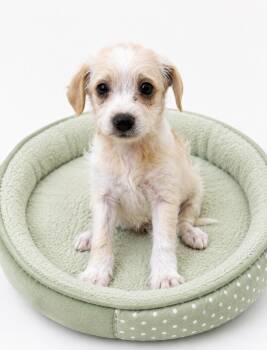 Miniature Poodle and Terrier Dogs Available for Adoption in Corona, California - Zephyr | PetCurious