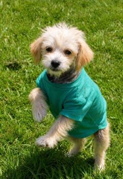 Calla Lilly -  Mixed Breed Dog for Adoption in Groveland, Massachusetts - Calla Lilly | PetCurious