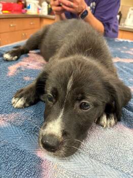 Kiara -  Mixed Breed Dog for Adoption in Bossier City, Louisiana - Kiara | PetCurious