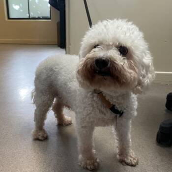Presley -  Poodle Dog for Adoption in Pasadena, California - Presley | PetCurious