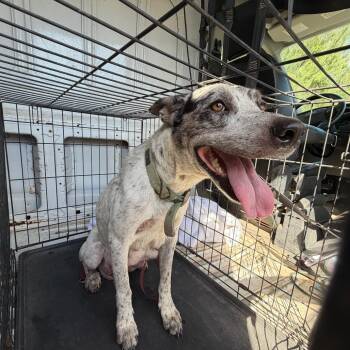 Mrs. Potato Head -  Australian Cattle Dog Blue Heeler Dog for Adoption in Edinburg, Texas - Mrs. Potato Head | PetCurious