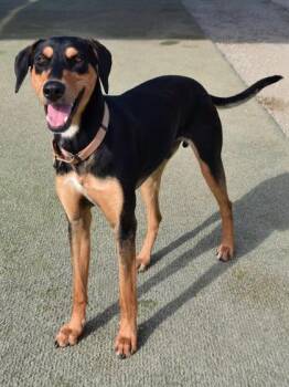Doberman Pinscher and Mixed Breed Dogs Available for Adoption - Tyrone | PetCurious