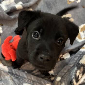 Toula - A Spunky Puppy Who Loves Being Held -  Terrier Dog for Adoption in Houston, Texas - Toula - A Spunky Puppy Who Loves Being Held | PetCurious