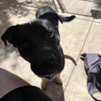 Mixed Breed Dogs Available for Adoption in Pittsburgh, Pennsylvania - Buffy | PetCurious