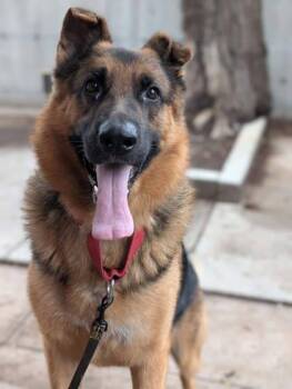 Max -  Mixed Breed Dog for Adoption in Montreal, Quebec - Max | PetCurious