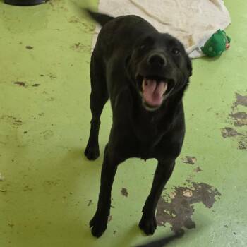 Dachshund and Black Labrador Retriever Dogs Available for Adoption in Melrose, Florida - Axel | PetCurious