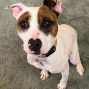 Rescue Terrier Dogs for Adoption in Blacksburg, Virginia - Artemis | PetCurious