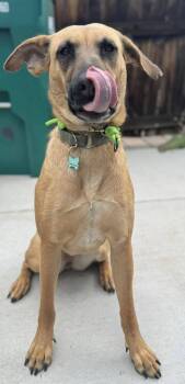 Rescue Shepherd and Hound Dogs for Adoption in Littleton, Colorado - Flora | PetCurious