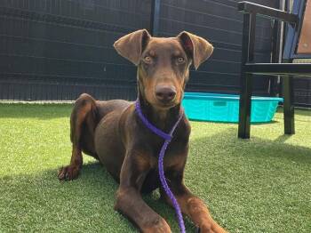 Doberman Pinscher Dogs Available for Adoption - TANOOKI | PetCurious