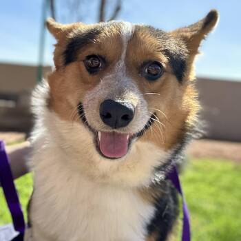 Corgi Dogs Available for Adoption - Ranger | PetCurious