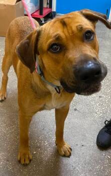 Tubbs -  Mixed Breed Dog for Adoption in Ocala, Florida - Tubbs | PetCurious