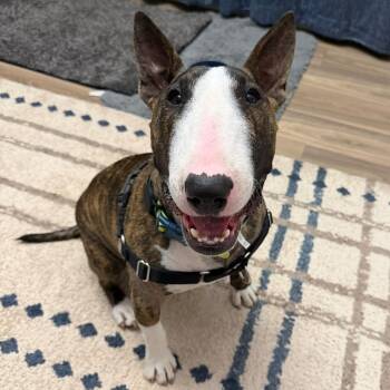 Bull Terrier Dogs Available for Adoption in Glenwood, Arkansas - Teddy Ruxpin | PetCurious
