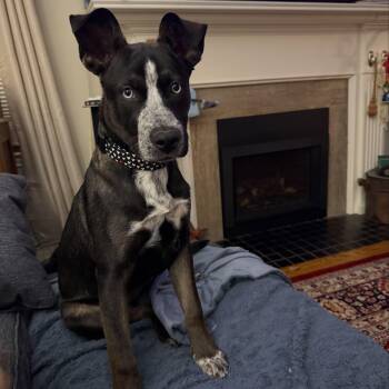 Winter -  Husky Dog for Adoption in Detroit, Michigan - Winter | PetCurious
