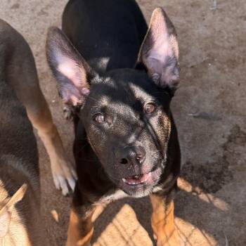 Storm -  Shepherd and Mixed Breed Dog for Adoption in Lake Jackson, Texas - Storm | PetCurious