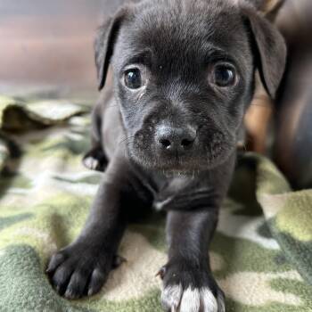 Brussels Griffon and Shih Tzu Dogs Available for Adoption - CATTAIL | PetCurious