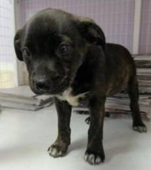 Julie -  Mixed Breed Dog for Adoption in Kansas City, Missouri - Julie | PetCurious