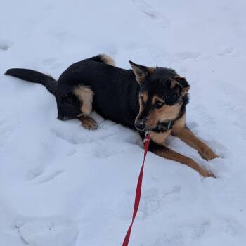 Mixed Breed Dogs Available for Adoption - Mariposa | PetCurious