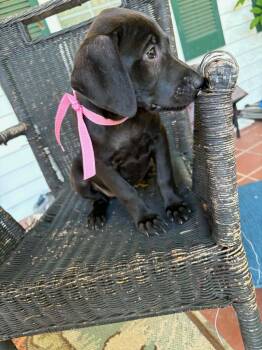 Bessie -  Labrador Retriever Dog for Adoption in Carmel Hamlet, New York - Bessie | PetCurious