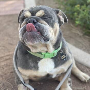 Princess -  English Bulldog and Mixed Breed Dog for Adoption in Riverside, California - Princess | PetCurious